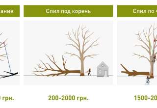 Обрезка деревьев в Харькове