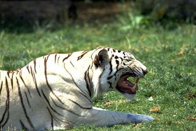Редкий тигр